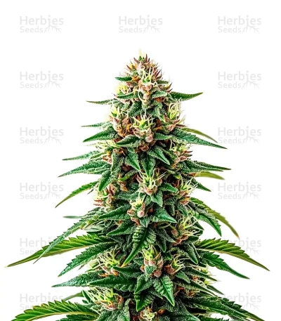 Maui Waui — World Wide Cultivars