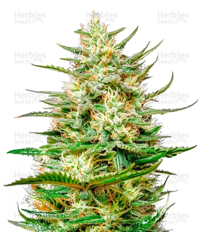 The Church CBD — Green House Seeds