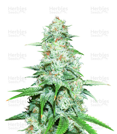 Nepal Jam — Ace Seeds