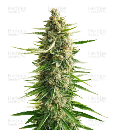 Shark Shock — Mr. Nice Seedbank