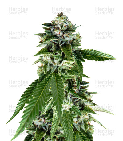 Sorbet Dreams — DNA Genetics