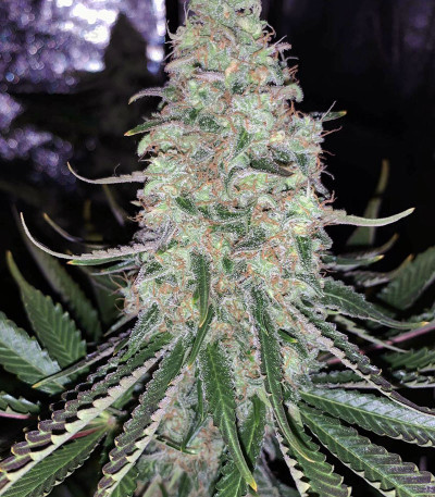 sweetです。 COOPER EDDY - PRO MOD - LEGEND SHAPE – Sweets Kendamas