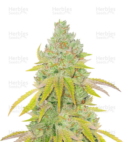 Lemon Tree — Barney's Farm