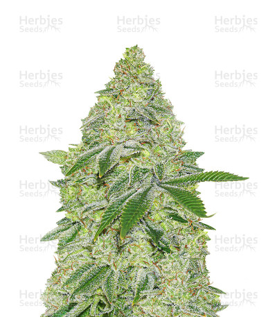 Sherbet Autoflower — Seedstockers