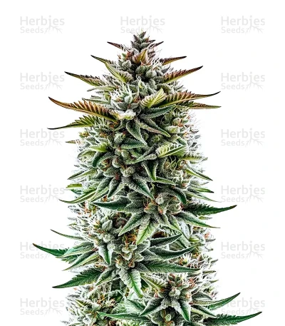 Buzz Bomb — Bomb Seeds