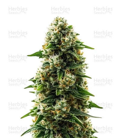 Durban Poison — World Wide Cultivars