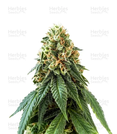 Some Sweet — Medical Seeds