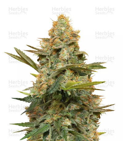 Three Blue Kings — Humboldt Seeds Organization
