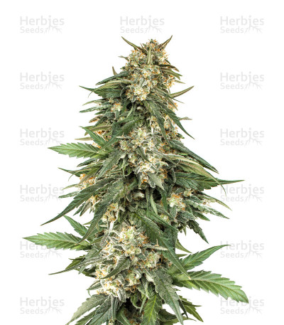 Vendita di semi femminizzati BCN Critical XXL Autoflower - Herbies