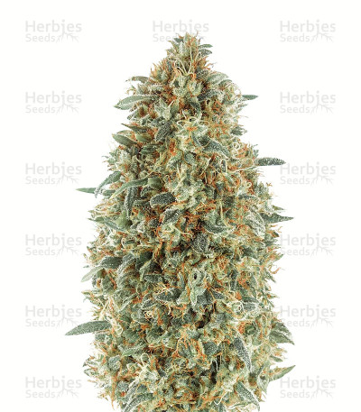 Gorilla Blue