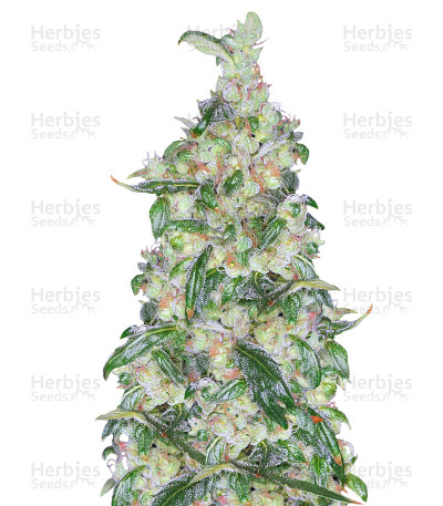 Hubbabubbasmelloscope Auto — Mephisto Genetics