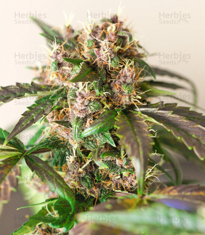 Godzilla Original Glue GG#4 — Herbies Seeds