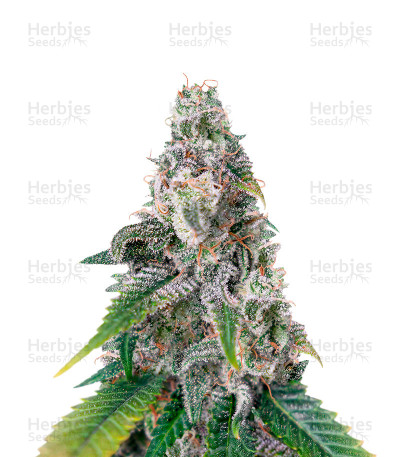 Northern Lights x Big Bud — Herbies Seeds
