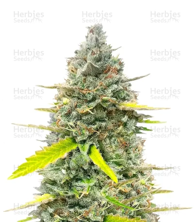 Fugue State Auto — Mephisto Genetics