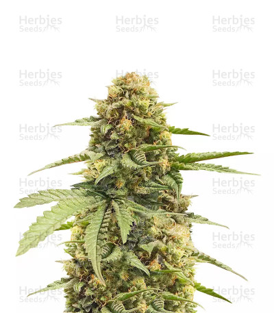 Haze Berry — Royal Queen Seeds