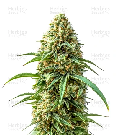 Sweet Bourbon Kush — Super Sativa Seed Club