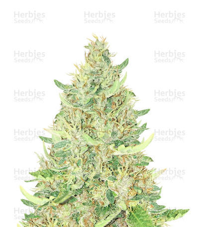 Ayahuasca Purple — Barney's Farm