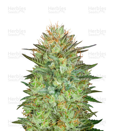 Sweet Critical Auto