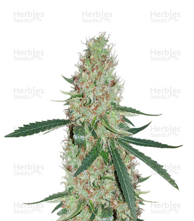 Exodus Kush — DNA Genetics