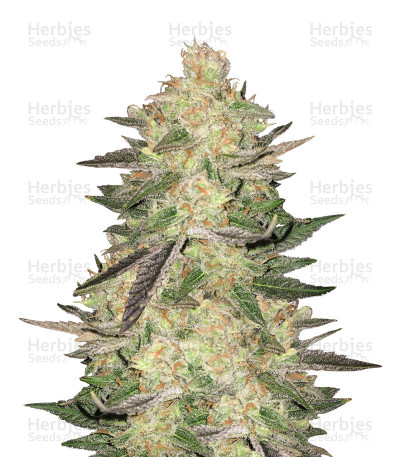 Melon Gum — Dr Underground