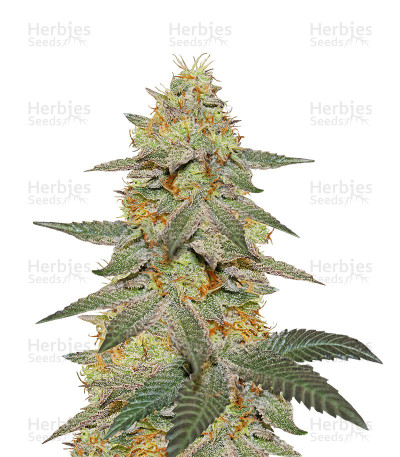 Outdoor Hurricane — Kera Seeds