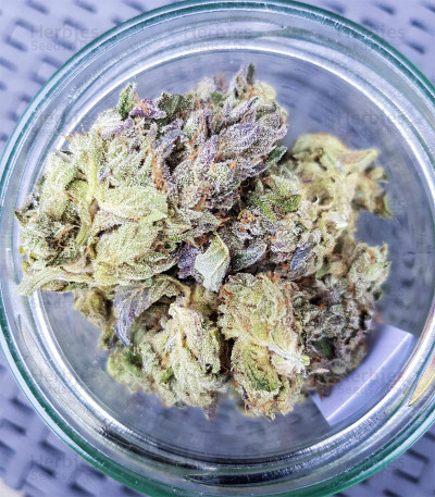 Triple G fem cannabis seeds for sale - Herbies Seeds