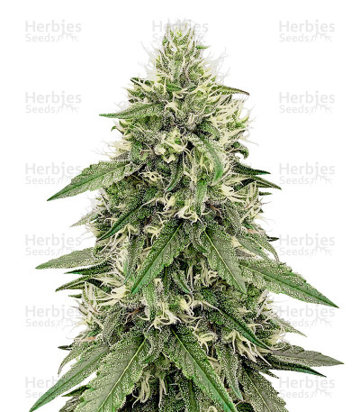 Zombie Kush — Ripper Seeds