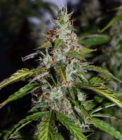 Buy Big Bud Autoflower feminized seeds by Seed Stockers - Herbies