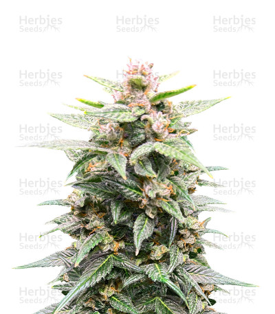 Grandaddy Purple — Herbies Seeds