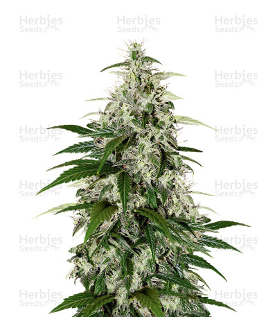 Kalashnikova Auto — Green House Seeds