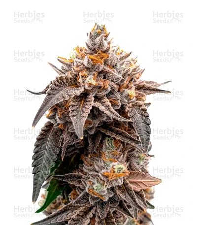 Guava x Gelato 41 — Green House Seeds