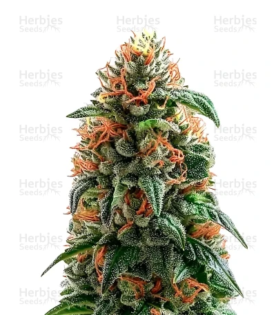 Pineapple Gum — Blackskull Seeds