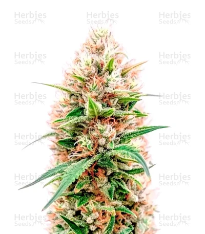 Power Bud — Blackskull Seeds