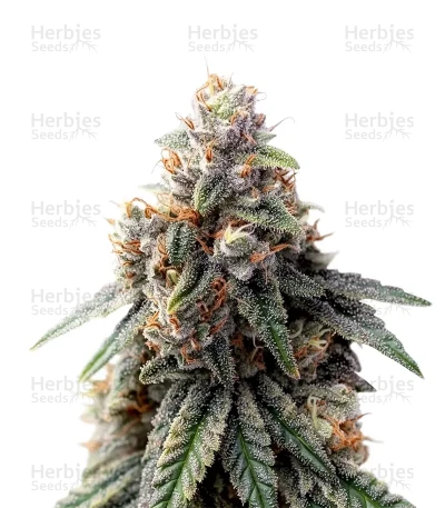 Sorbet Stash — DNA Genetics