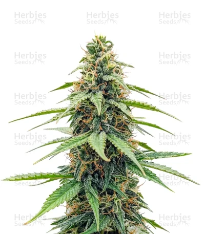THC-Victory Auto