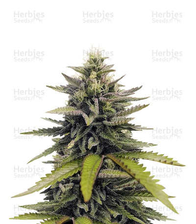 Afghan Hash Plant — Barney's Farm