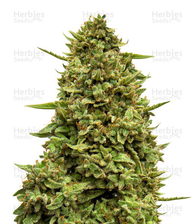 Crazy Mouse Cheese — Kera Seeds