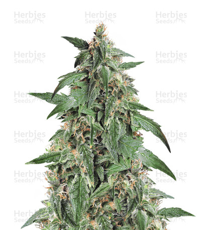 Zombi Rasta Marley — Hero Seeds