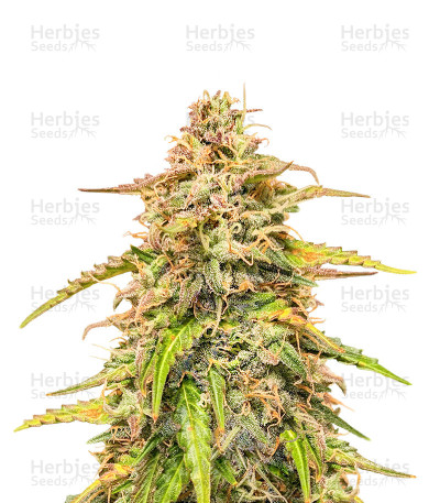 Auto CBD Kush 1:1 — Herbies Seeds