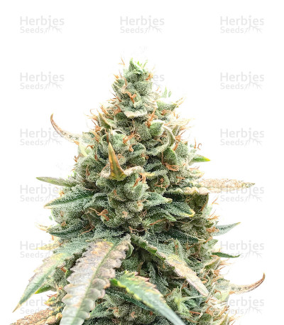 Berry Bomb Auto — Bomb Seeds