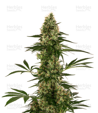 Sensi #119 Auto