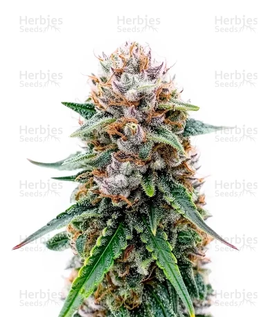 Elephant — Super Sativa Seed Club