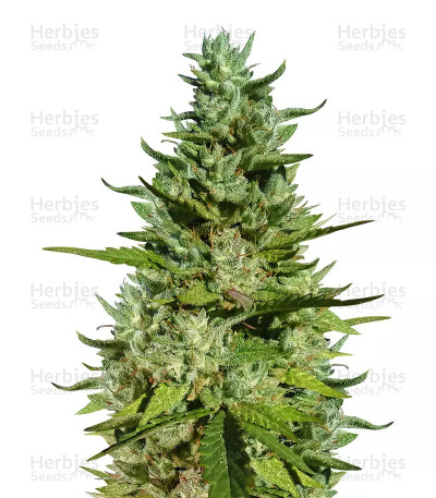 GG#4 Original Glue