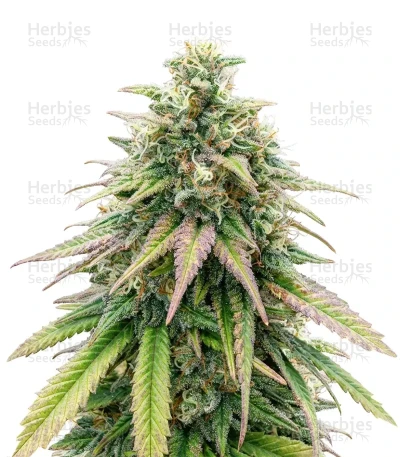 OG Kush