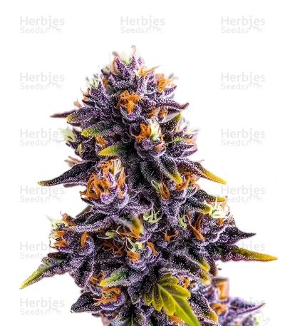 Purple Star Killer — World Wide Cultivars
