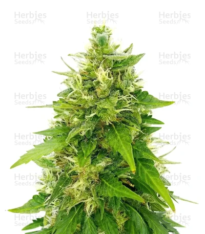 Tangerine Dream Auto