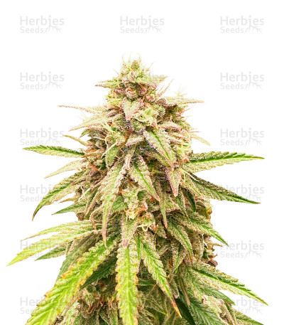 Unicorn Poop — Grow Barato