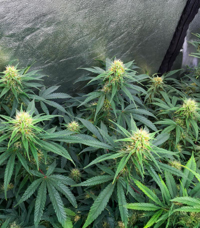 Northern Lights 10 of 10 feminized seeds for sale - Herbies
