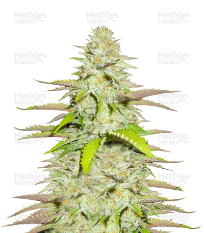 Blueberry Gum #2