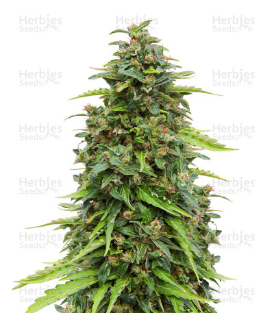 CBD Lemon Potion Auto — Barney's Farm